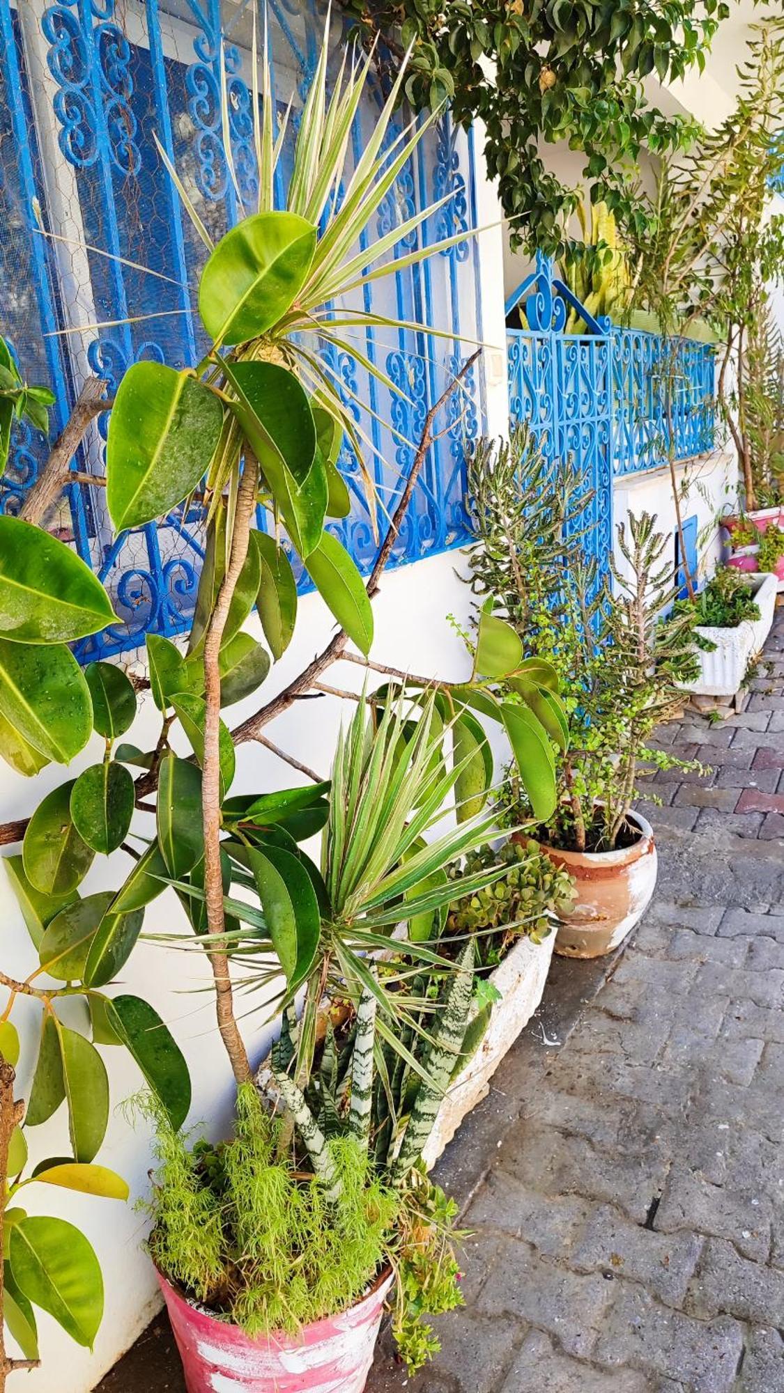 Cosy Appartement In "Sidi Bou Said" Екстериор снимка